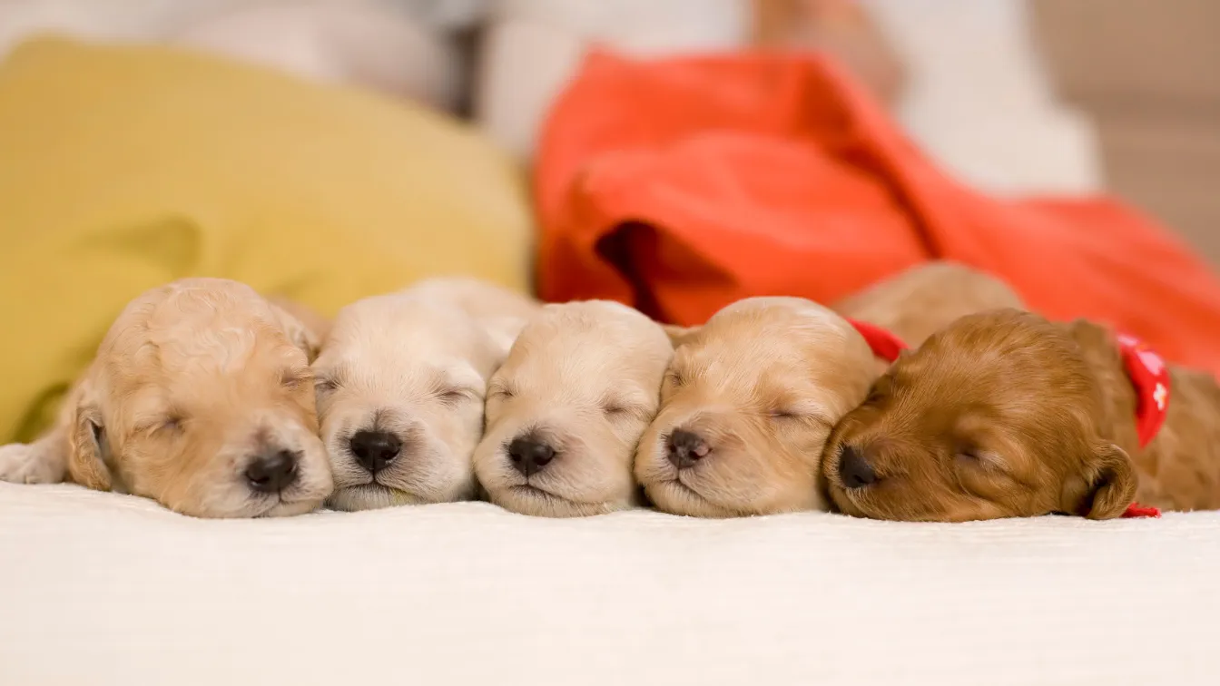 New Puppy Checklist 2026: Essential Steps For Your New Dog