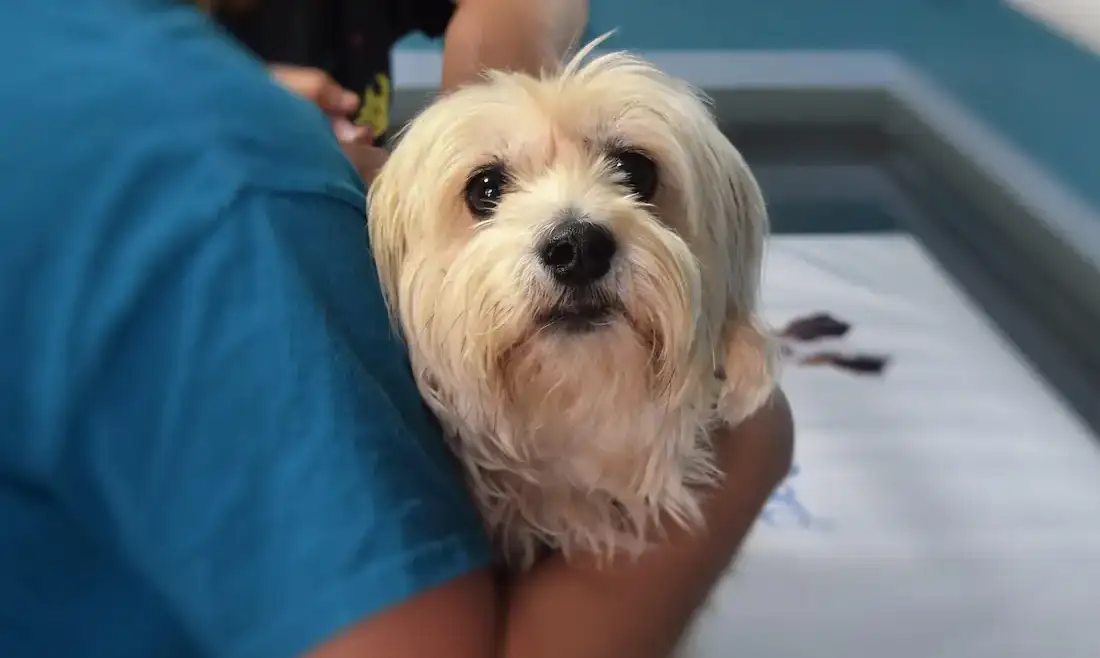 Pyometra in Dogs: Signs, Emergency Treatment & What Every Owner Needs to Know