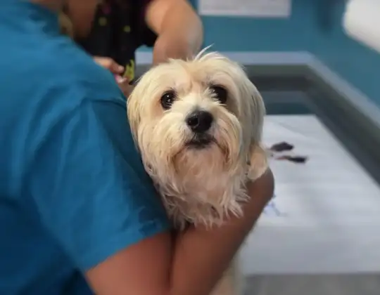 Pyometra in Dogs: Signs, Emergency Treatment & What Every Owner Needs to Know