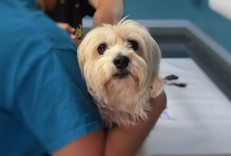 Pyometra in Dogs: Signs, Emergency Treatment & What Every Owner Needs to Know