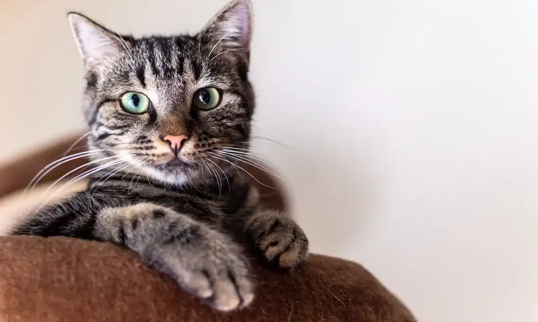 Hyperthyroidism in Cats: Symptoms, Diagnosis & Treatment Options