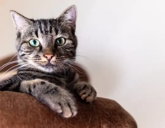 Hyperthyroidism in Cats: Symptoms, Diagnosis & Treatment Options