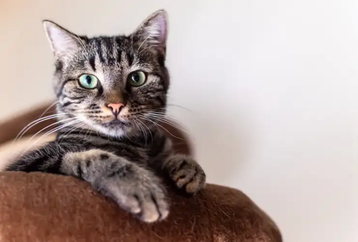 Hyperthyroidism in Cats: Symptoms, Diagnosis & Treatment Options