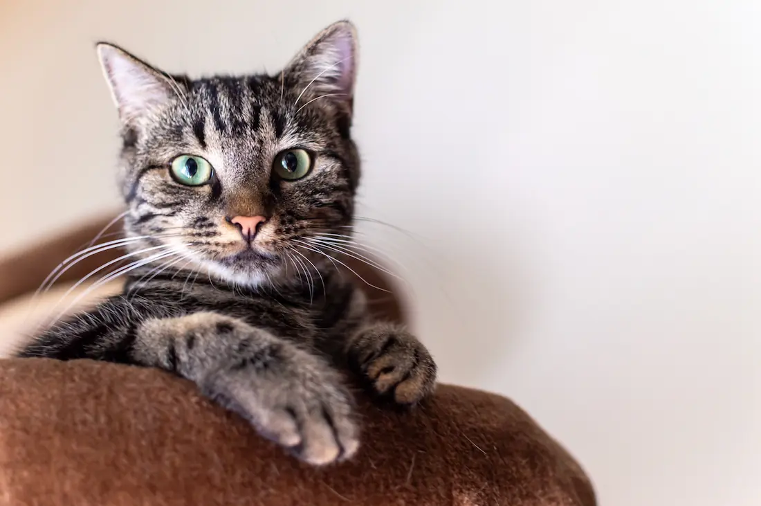 Hyperthyroidism in Cats: Symptoms, Diagnosis & Treatment Options
