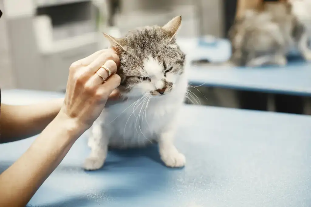 A person petting a cat