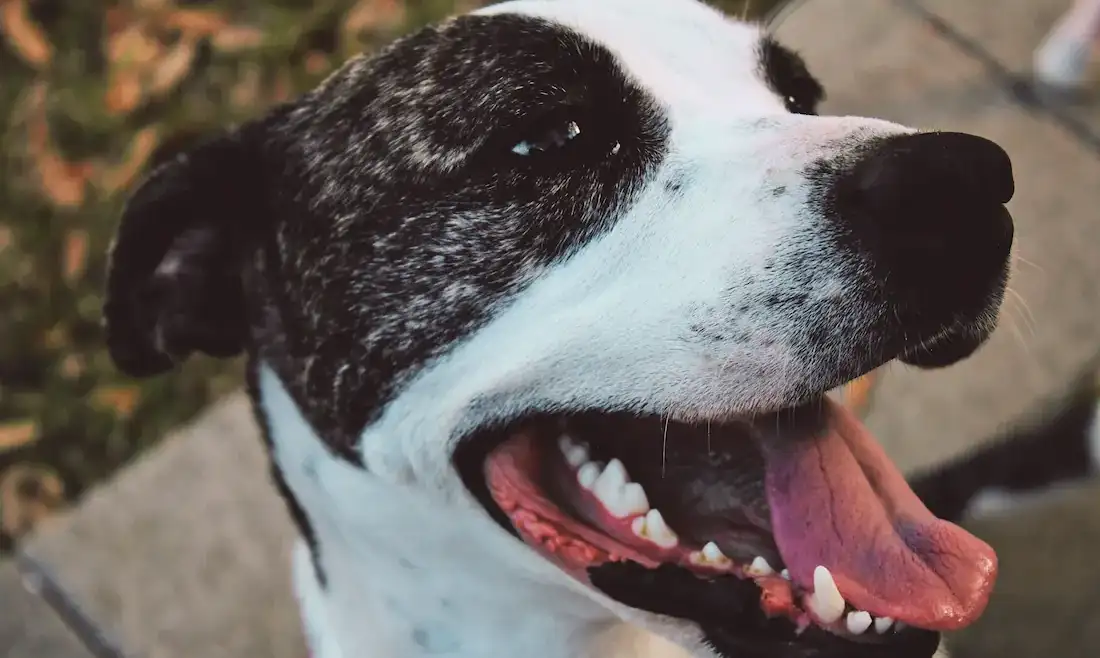 Cushing’s Disease in Dogs: Symptoms, Diagnosis & What Treatment Actually Looks Like