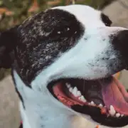 Cushing’s Disease in Dogs: Symptoms, Diagnosis & What Treatment Actually Looks Like