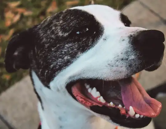 Cushing’s Disease in Dogs: Symptoms, Diagnosis & What Treatment Actually Looks Like