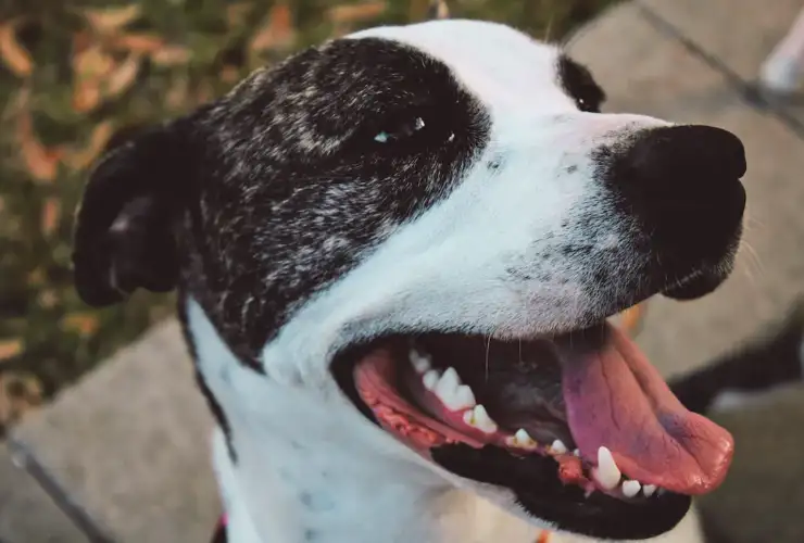 Cushing’s Disease in Dogs: Symptoms, Diagnosis & What Treatment Actually Looks Like