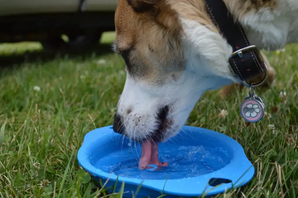 A tan and white dog wearing a collar with a flower-shaped tag drinks water from a blue portable bowl on grass
