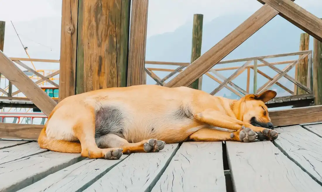 Bloat (GDV) in Dogs: Warning Signs, Emergency Treatment & Breeds at Risk