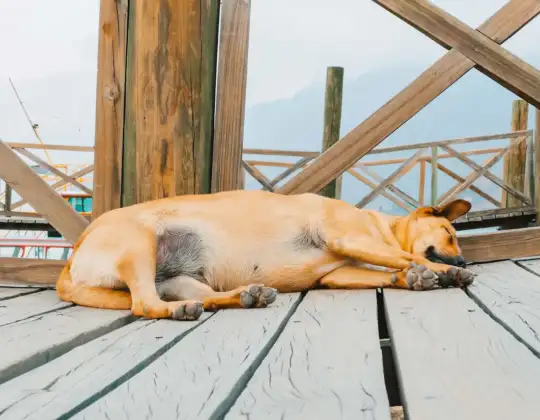Bloat (GDV) in Dogs: Warning Signs, Emergency Treatment & Breeds at Risk