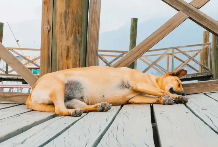Bloat (GDV) in Dogs: Warning Signs, Emergency Treatment & Breeds at Risk