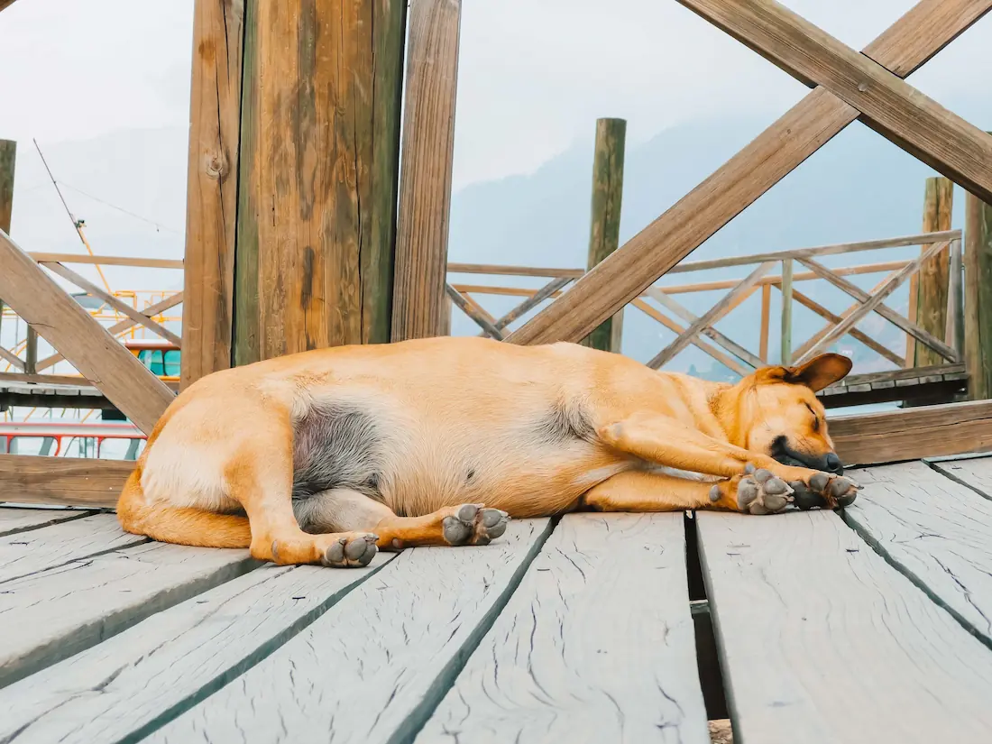 Bloat (GDV) in Dogs: Warning Signs, Emergency Treatment & Breeds at Risk