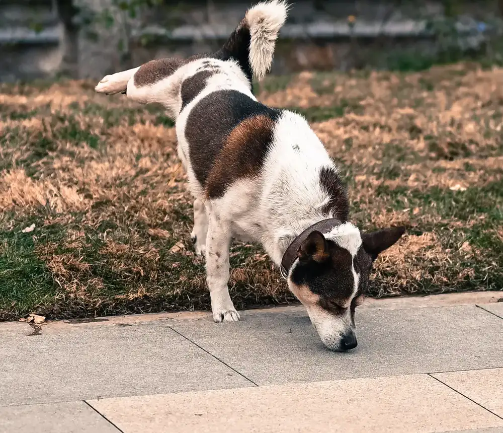 UTI in Dogs vs. Bladder Stones: How Vets Tell the Difference & Why It Gets Misdiagnosed