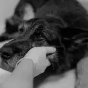 Mast Cell Tumors in Dogs: What They Look Like, How Vets Grade Them & What Comes Next