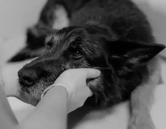 Mast Cell Tumors in Dogs: What They Look Like, How Vets Grade Them & What Comes Next