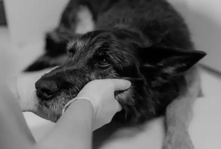 Mast Cell Tumors in Dogs: What They Look Like, How Vets Grade Them & What Comes Next