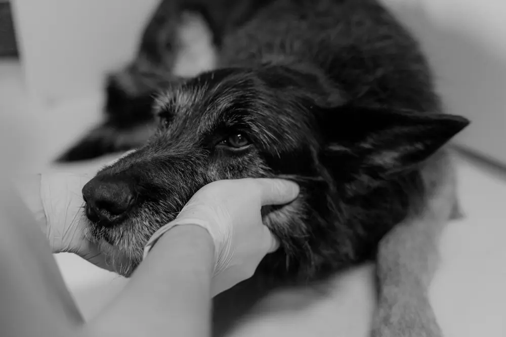 Mast Cell Tumors in Dogs: What They Look Like, How Vets Grade Them & What Comes Next