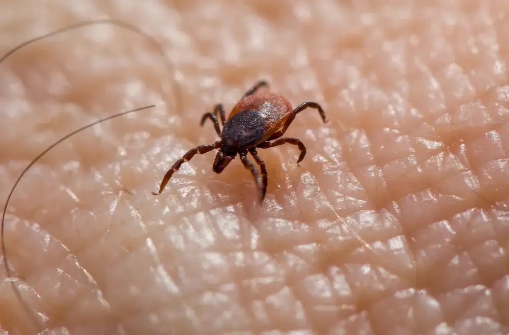 Lyme Disease in Dogs: Tick Exposure, Testing & What a Positive Result Actually Means