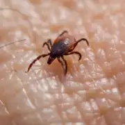 Lyme Disease in Dogs: Tick Exposure, Testing & What a Positive Result Actually Means