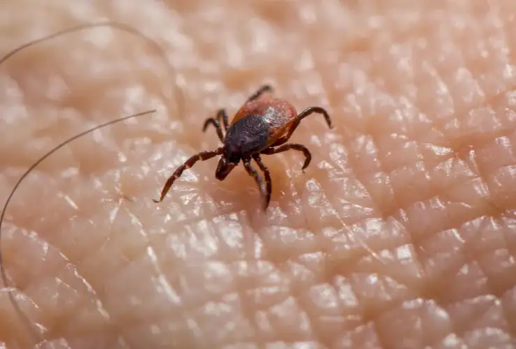 Lyme Disease in Dogs: Tick Exposure, Testing & What a Positive Result Actually Means