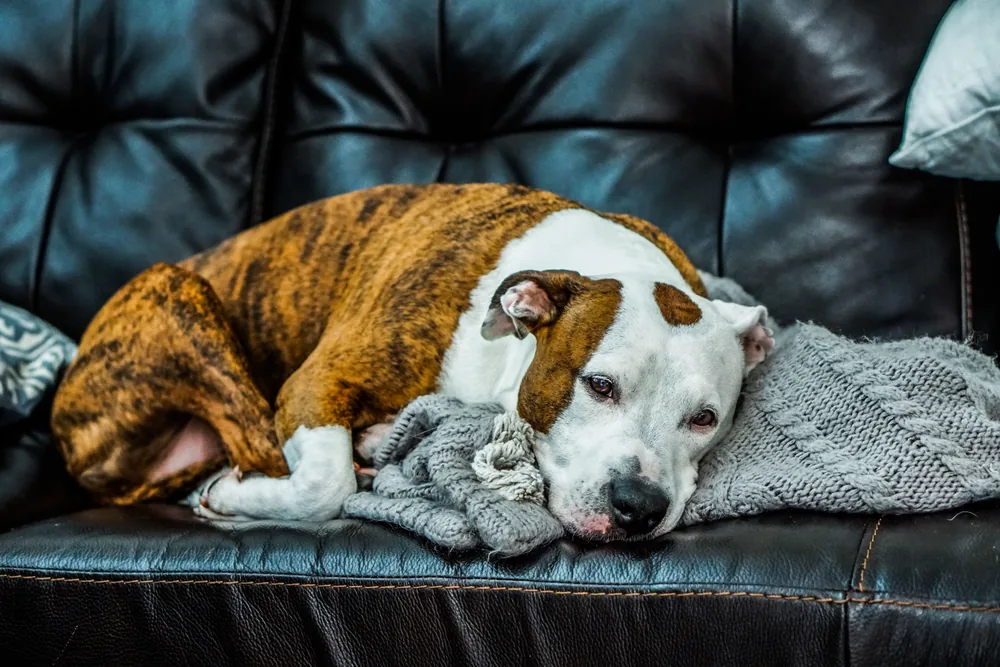 Brindle and white dog lying curled up asleep on a couch, showing the lethargy and weakness that are common signs of Addison's disease in dogs