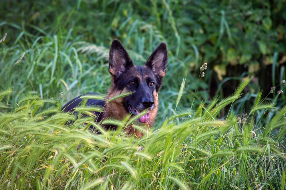 German Shepherd lying in tall grass and weeds, the type of dense tick habitat that increases a dog's risk of Lyme disease exposure