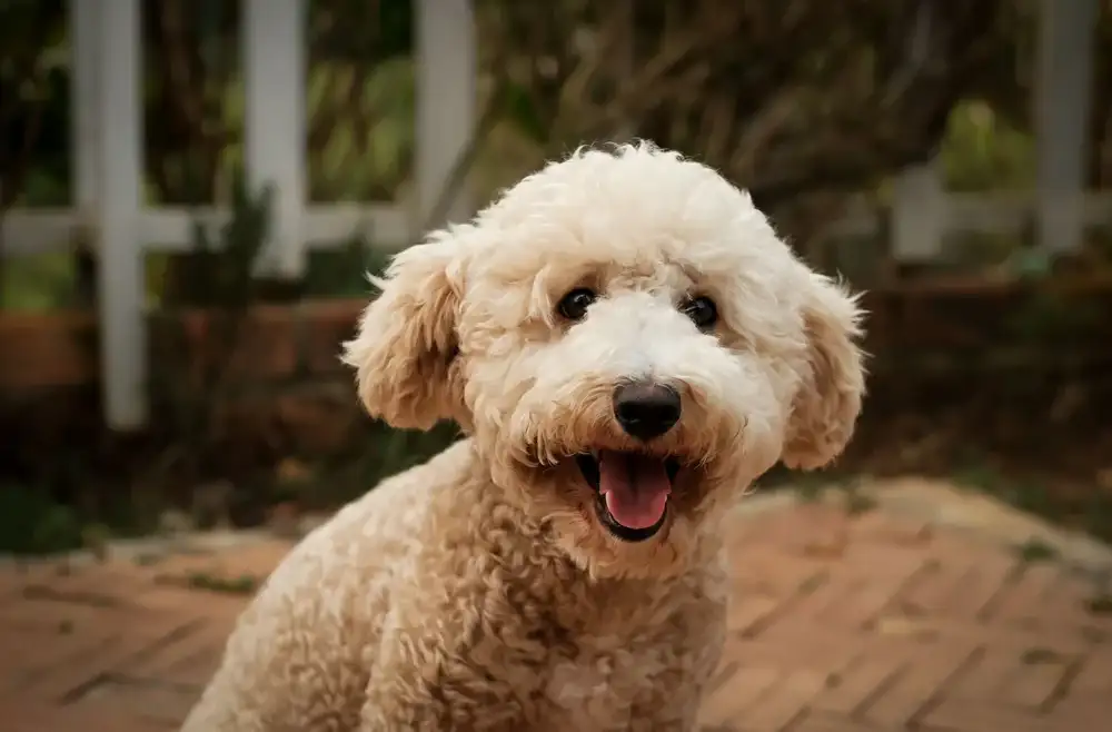 Addison’s Disease in Dogs: The Condition That Mimics Everything (And How Vets Actually Diagnose It)