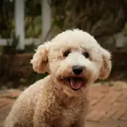 Addison’s Disease in Dogs: The Condition That Mimics Everything (And How Vets Actually Diagnose It)