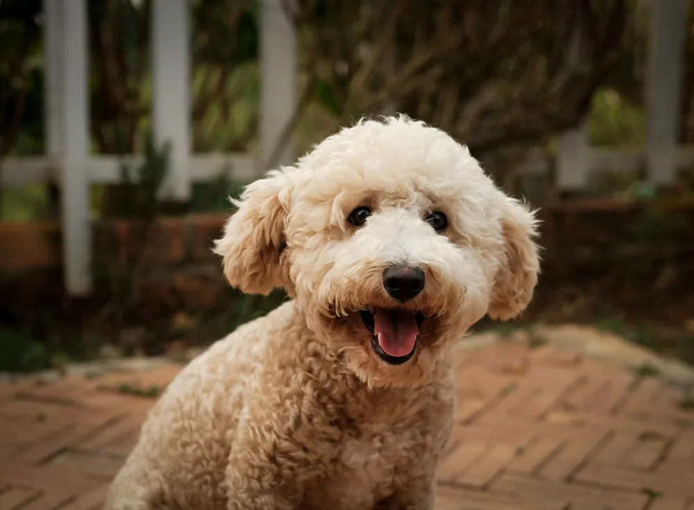 Addison’s Disease in Dogs: The Condition That Mimics Everything (And How Vets Actually Diagnose It)